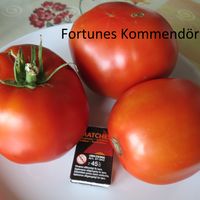 Komandor Fortuna (Fortunes Kommendör)